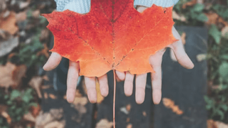 A maple leaf  laying on top of a pair of hands