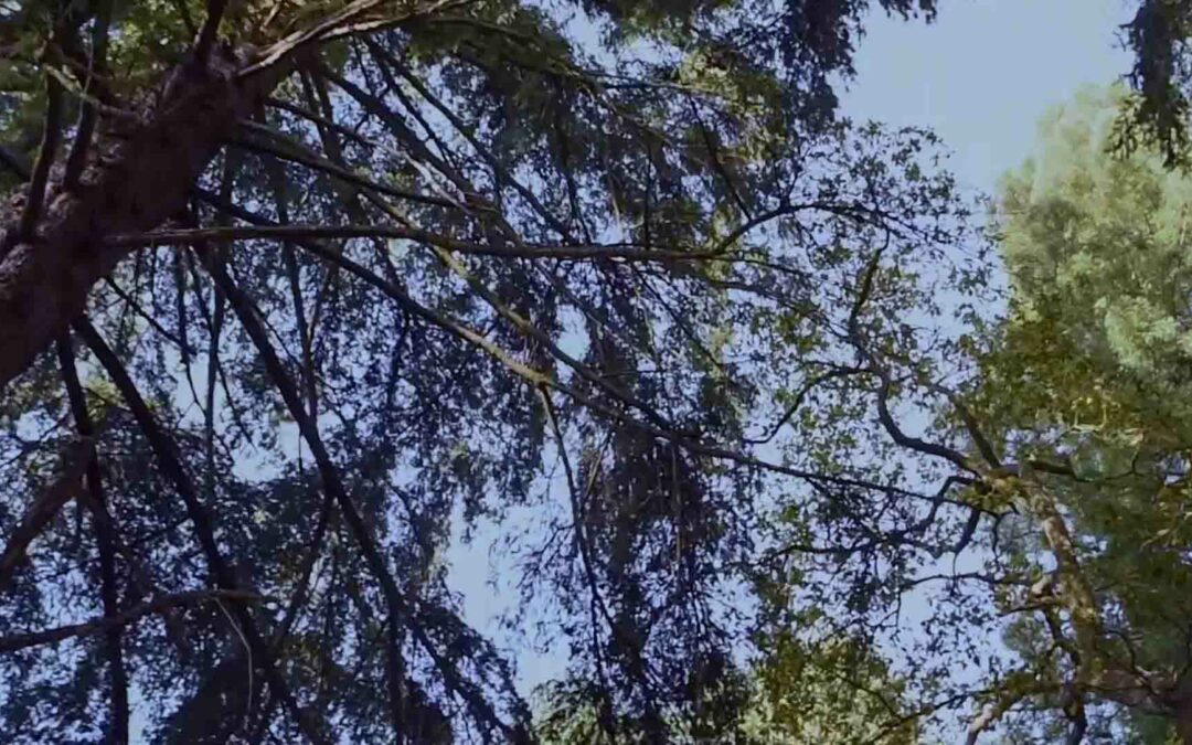 Clinique naturelle: le bain de forêt