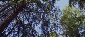 top of trees under a blue sky