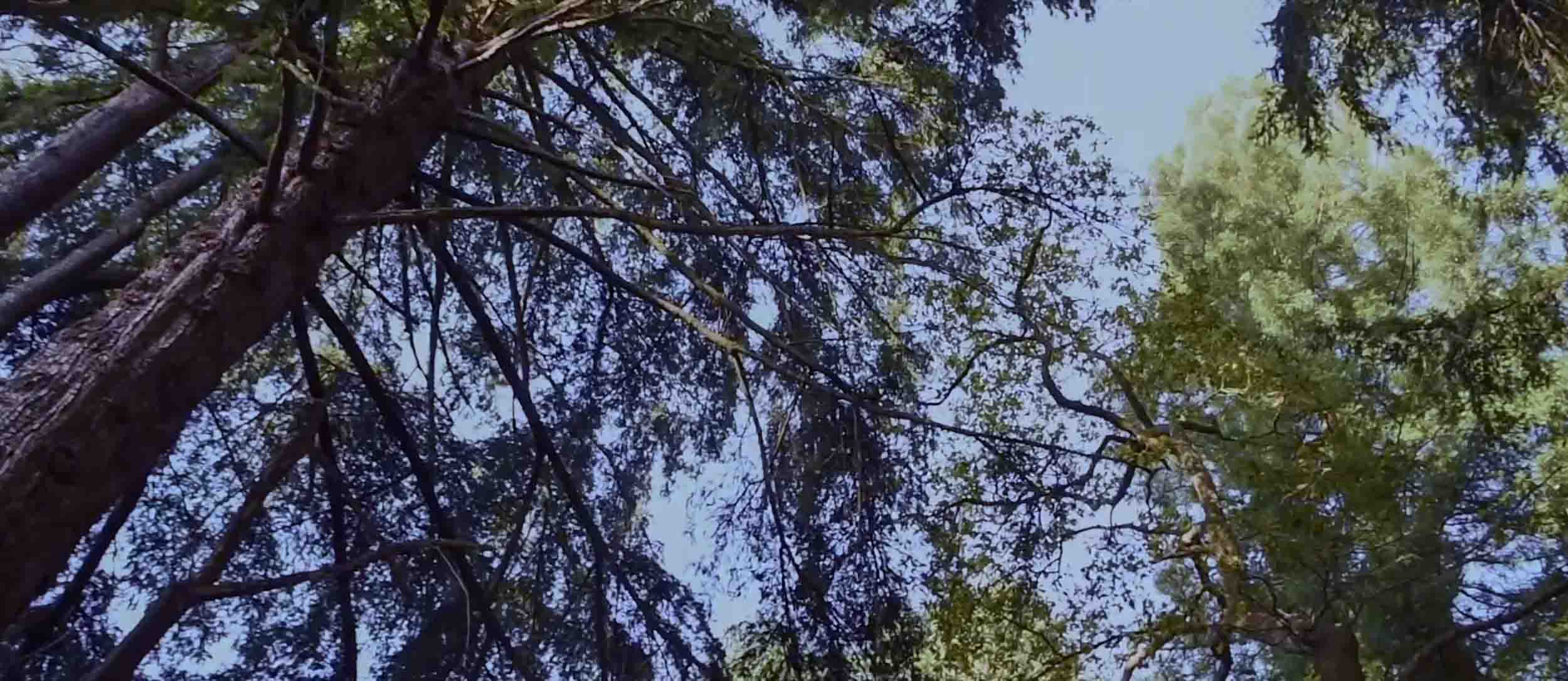 Clinique naturelle: le bain de forêt