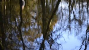 A pond with trees reflected on it. Forest bathing
