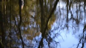 Le bain de forêt