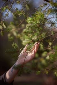 hand holding a branch from atree