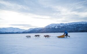 A person on a sled being pulled by six dogs