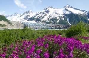 Fleurs sauvages violettes avec une chaîne de montagnes enneigées en arrière-plan.