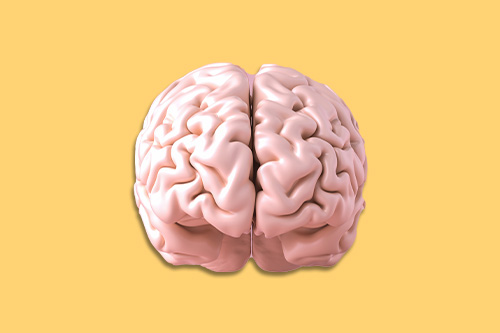 image d'un cerveau