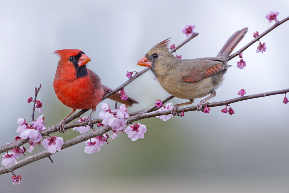 A male and female cardinal perched on a flowering tree branch.