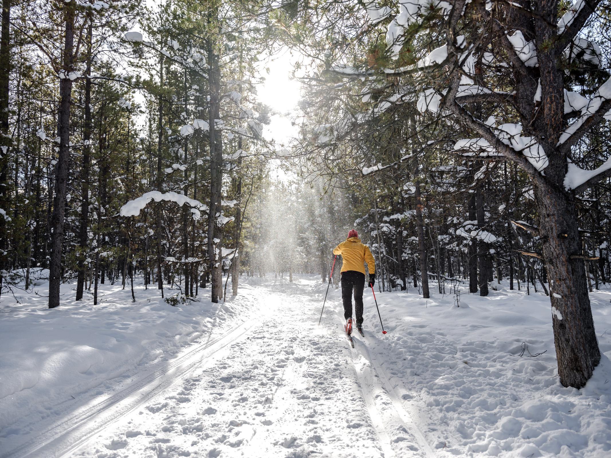 A person cross-country skiing in a forest. A person cross-country skiing in a forest.